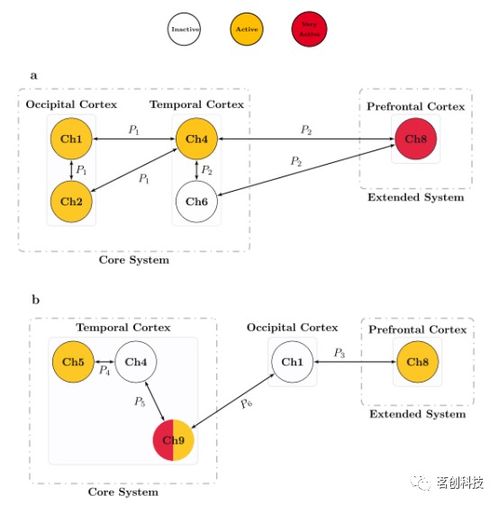 發(fā)展認(rèn)知神經(jīng)科學(xué) 基于可解釋人工智能模型的嬰兒fNIRS數(shù)據(jù)分析與基礎(chǔ)軟件開發(fā)